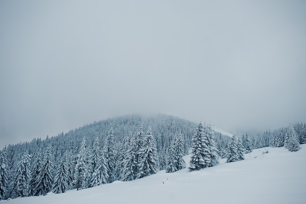 Pine trees covered by snow on mountain Chomiak Beautiful winter landscapes of Carpathian mountains Ukraine Majestic frost nature