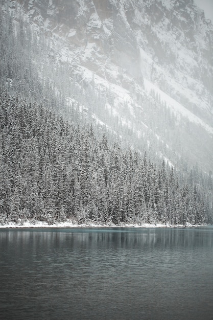 Free photo pine trees covered with snow