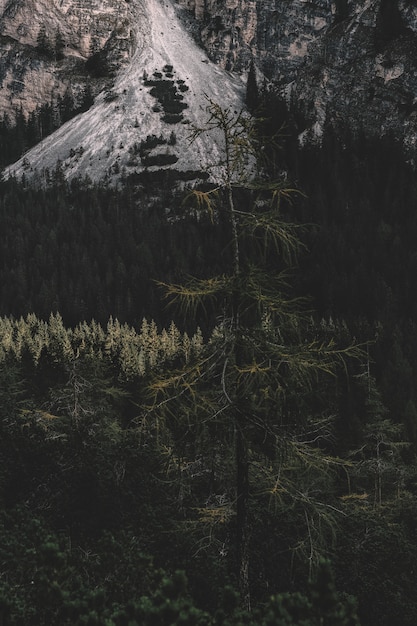 Pine Trees During Daytime