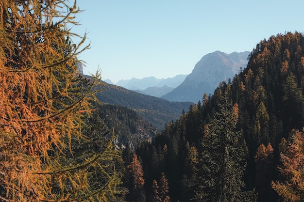 Free photo pine trees on mountain under blue sky at daytime