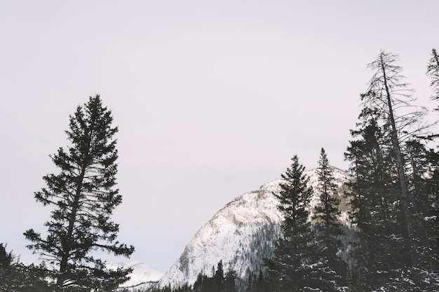 Pine trees in mountains