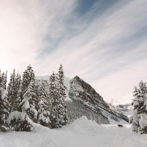 Free photo pine trees with mountains on blue sky background