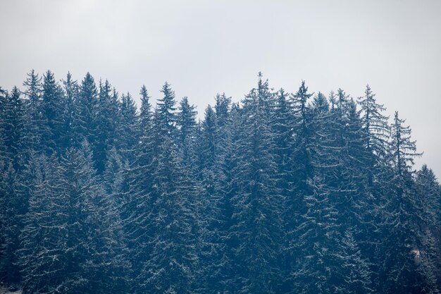 Pines on mountains in winter time. Outside photo