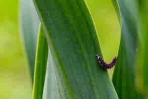 Free photo pink and black glow worm larva struggling to go up the leaf of a plant in the maltese countryside