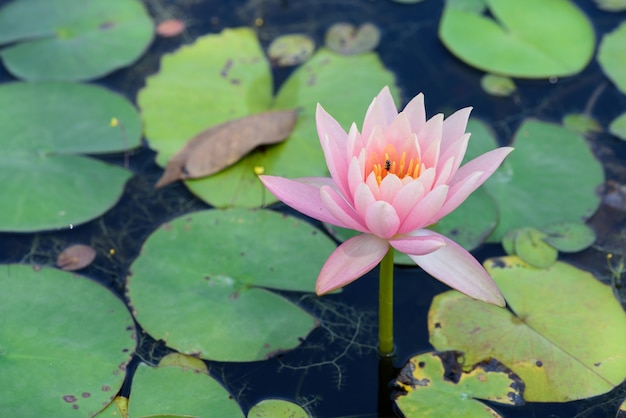 Pink blossom lotus flower