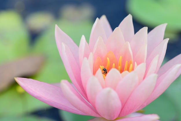 Free photo pink blossom lotus flower