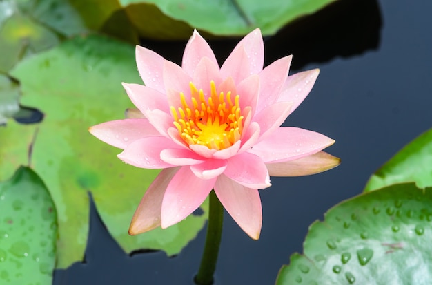 Free photo pink blossom lotus flower