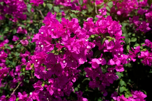 Pink bougainvillea Real Flower