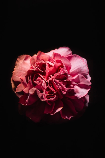 Pink carnation on black