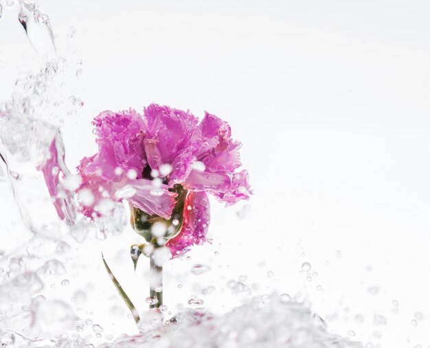 Pink carnation falling into water