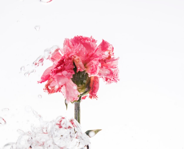 Pink carnation falling into water