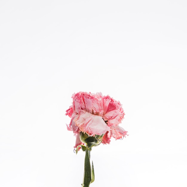 Free photo pink carnation falling into water