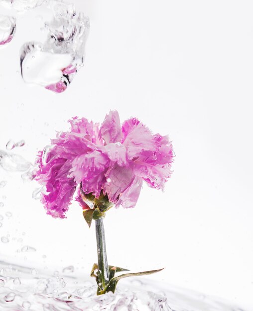 Pink carnation falling into water