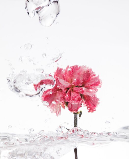 Pink carnation falling into water