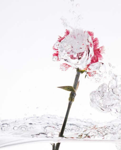 Pink carnation falling into water