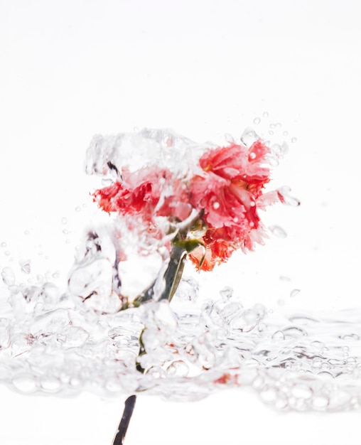 Pink carnation falling into water