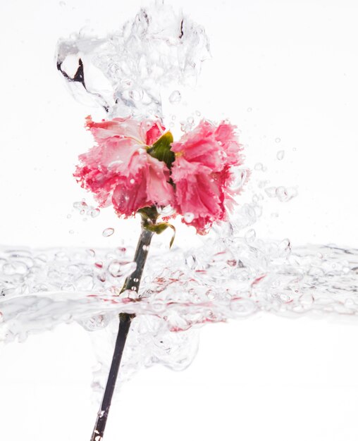 Pink carnation falling into water