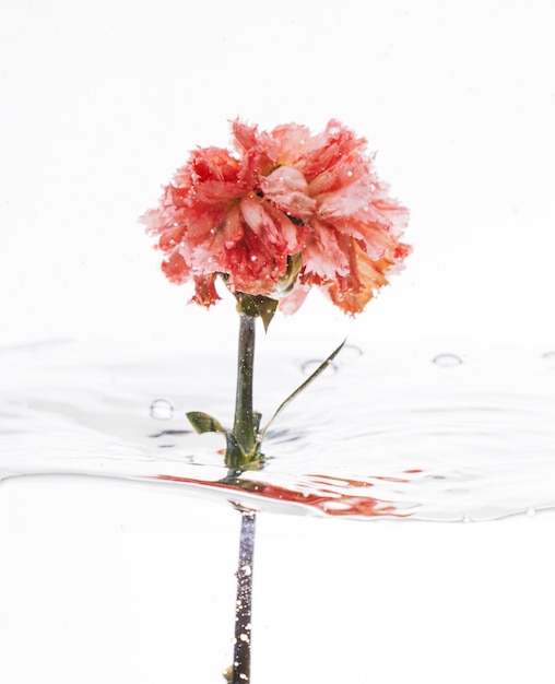 Pink carnation falling into water