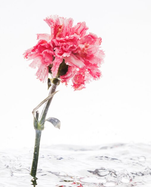 Pink carnation falling into water