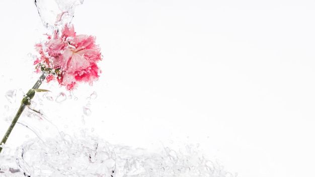 Pink carnation falling into water