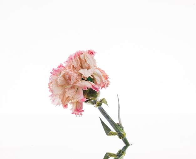 Free photo pink carnation over white background