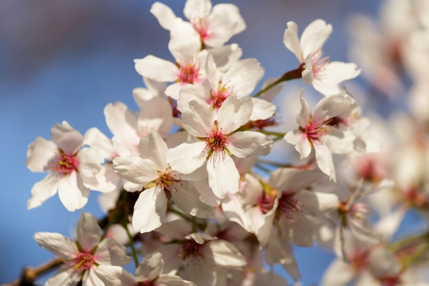 Pink cherry blossom flowers blooming on a tree with blurry background in spring