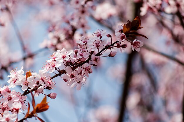 Pink cherry blossom flowers blooming on a tree