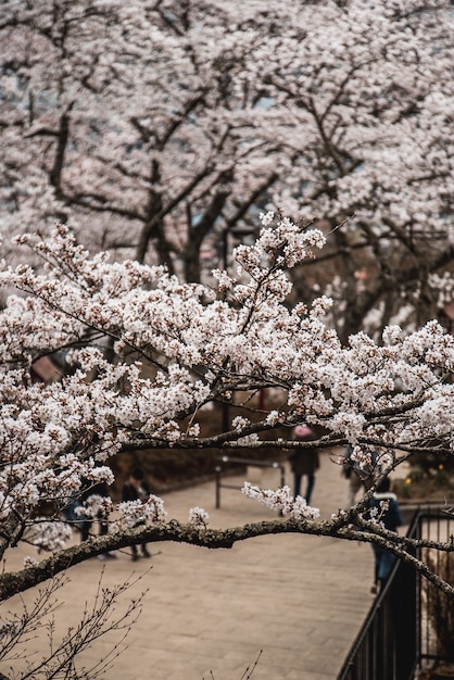 Free Photo pink cherry blossom tree