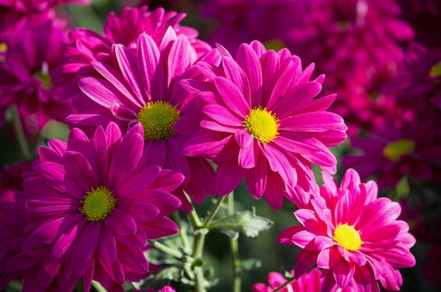 pink chrysanthemums daisy flower