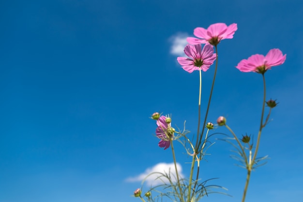 Free Photo pink cosmos flowers with copy space