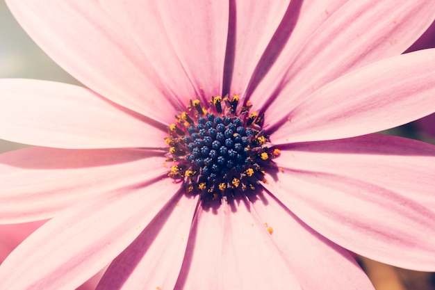 Pink daisy close up