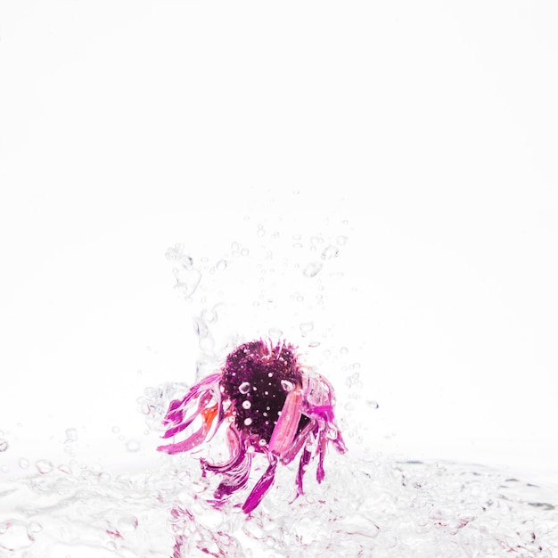 Free photo pink daisy falling into water