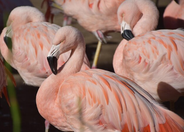 Pink Flamingo Group All Standing Together in a Cluster