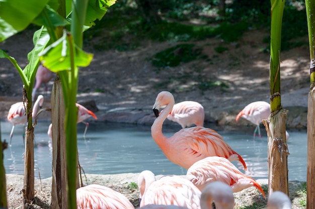 Free Photo pink flamingo in the pond.