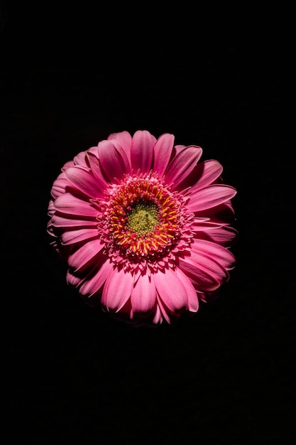 Pink flower on black