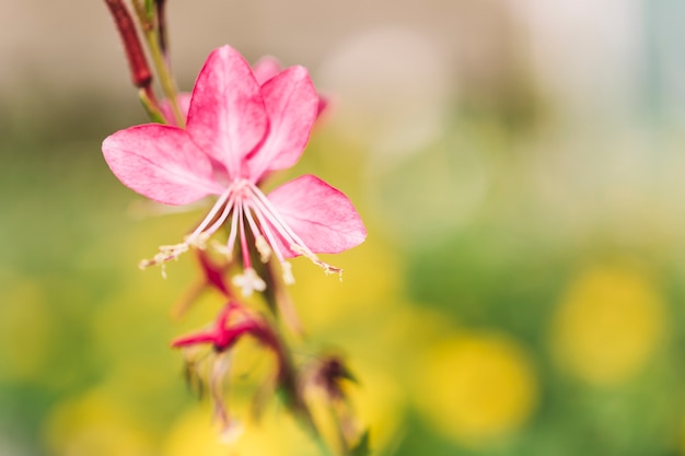 Pink flower on blurred background