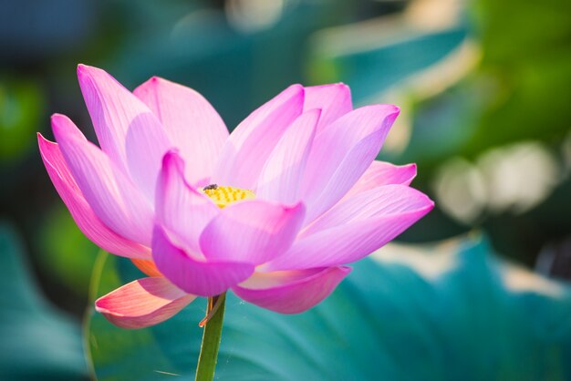 Pink flower close