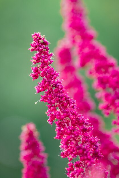 Pink flower in macro lens