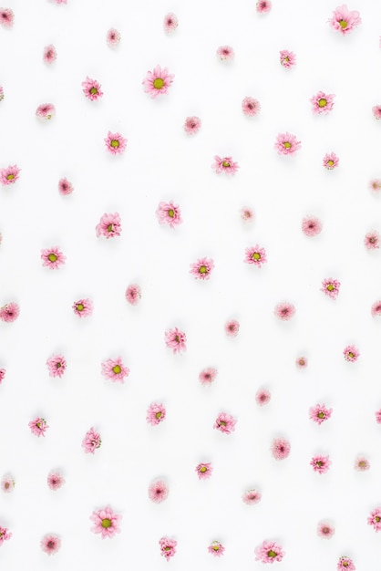 Free photo pink flower pattern on white backdrop