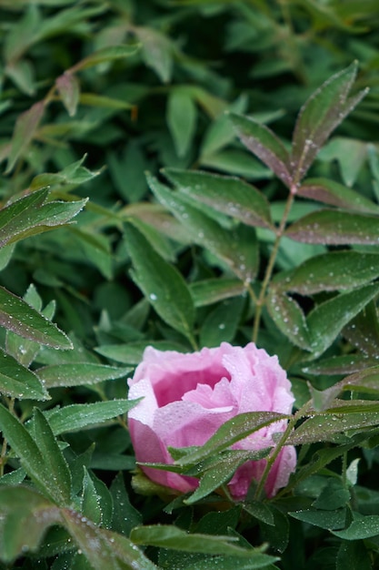 Free photo a pink flower peony on a flowering bush with dew drops shot closeup with soft focus at dawn in the summer spring at botanical garden