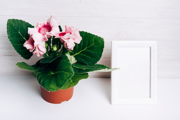 Pink flower pot with blank white frame on desk