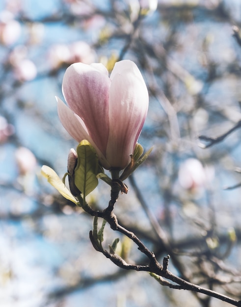 Free photo pink flower on the tree branch surrounded by others