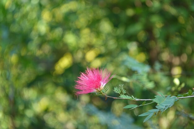 Pink flower with defocused background