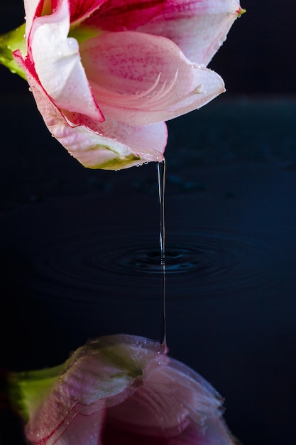 Pink flower with water drops over dark blue background