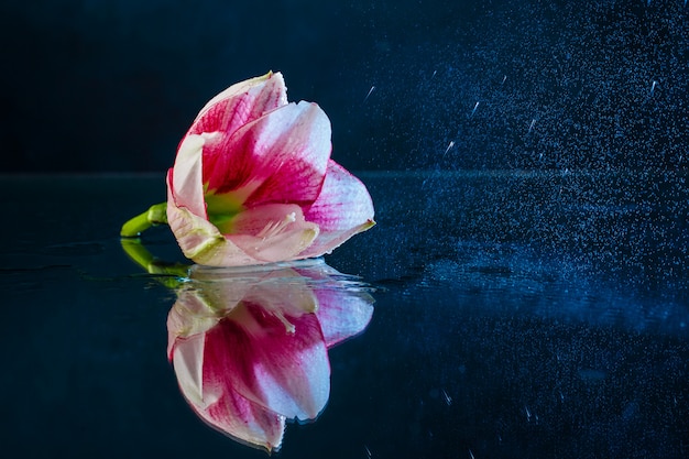 Pink flower with water drops over dark blue background.