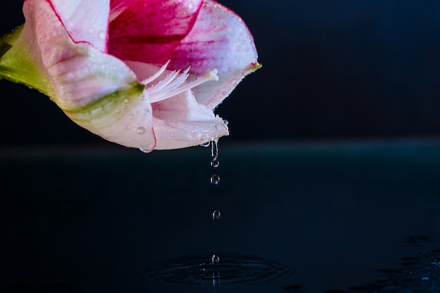 Free photo pink flower with water drops over dark blue background.