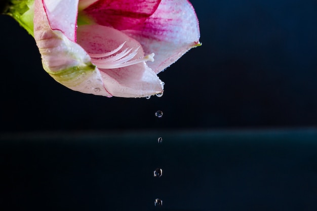 Free Photo pink flower with water drops over dark blue background.