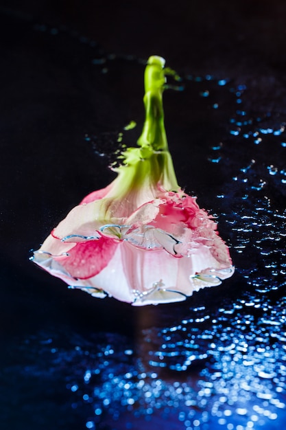 Free photo pink flower with water drops over dark blue surface