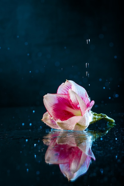 Free Photo pink flower with water drops over dark blue wall