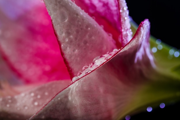 Free photo pink flower with water drops over dark blue wall